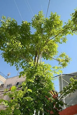 Alis Kusadası