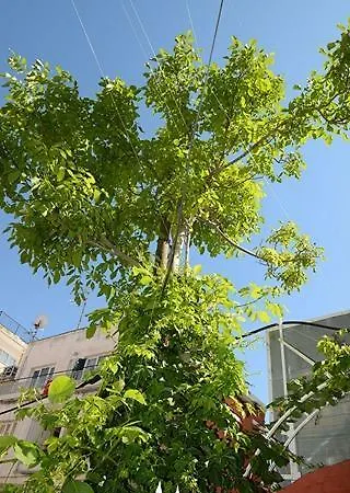 Alis Kuşadası